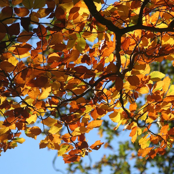 As leaves fall during Autumn, we all feel the new beginning as the school year starts.